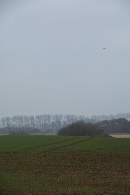 Scenic view of grassy field