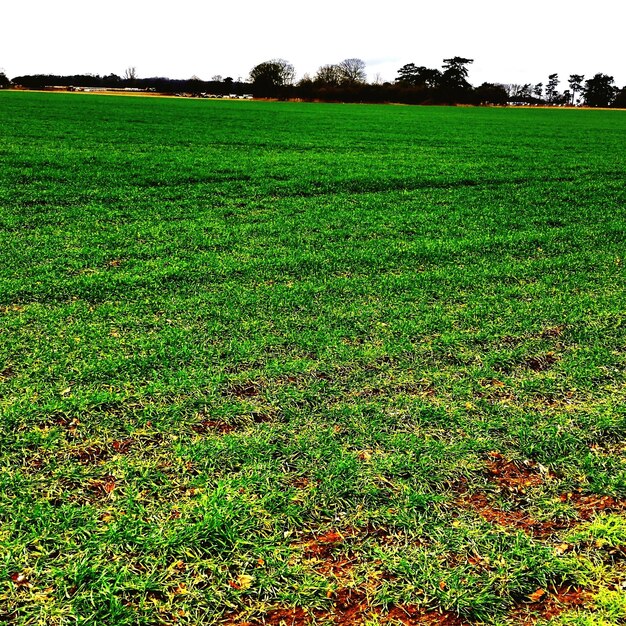 Scenic view of grassy field