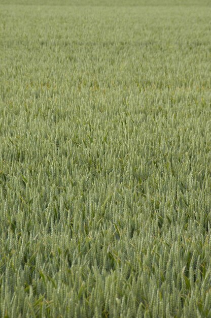 Foto la vista panoramica di un campo erboso