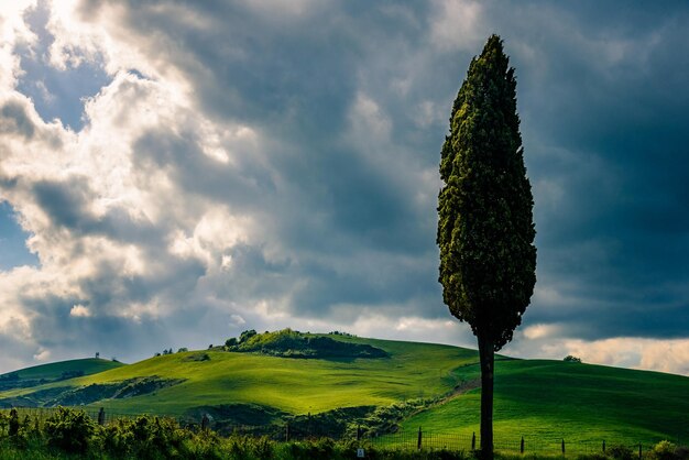 Scenic view of green field against sky