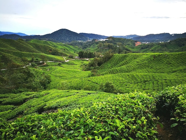 Scenic view of green landscape against sky