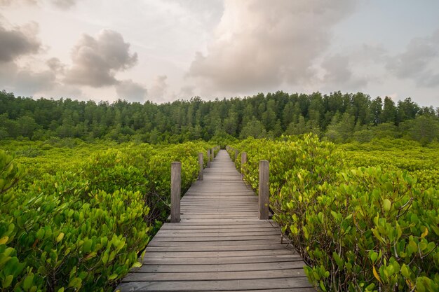 Scenic view of green landscape against sky