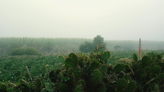 Scenic view of green landscape against sky