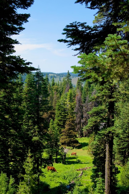 Foto veduta panoramica del paesaggio verde e degli alberi
