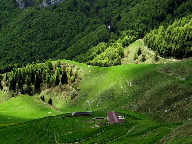 Foto vista panoramica del paesaggio verde