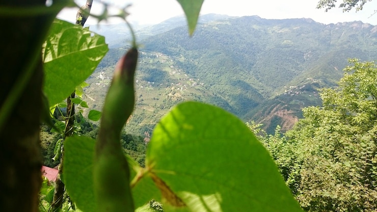 Photo 초록색 풍경 의 풍경