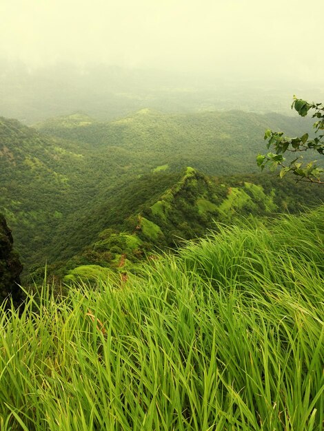 Scenic view of green landscape