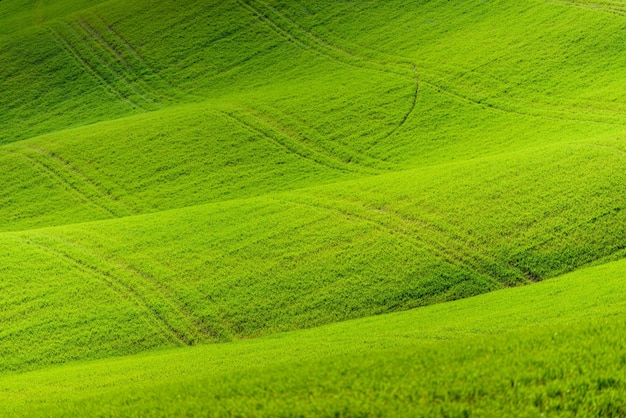 Foto vista panoramica del paesaggio verde