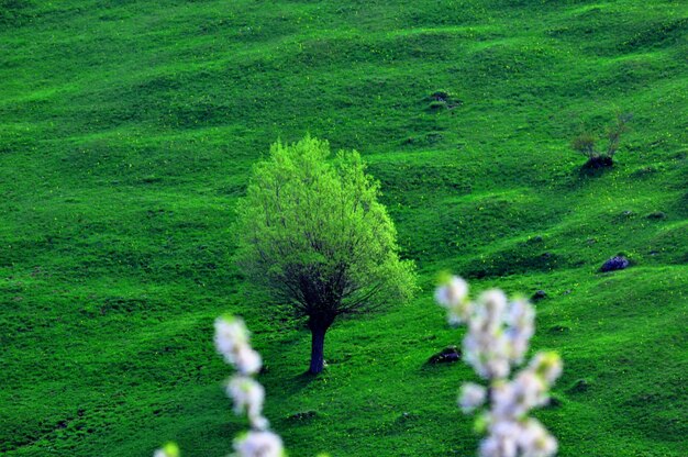 Foto vista panoramica del paesaggio verde