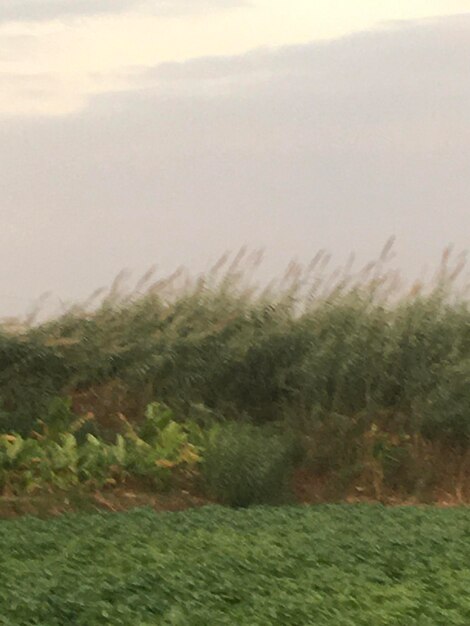 A scenic view of green plants