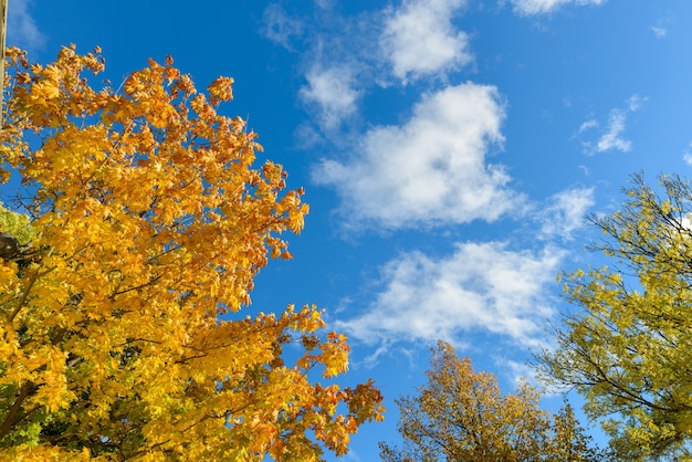 Vista panoramica di alberi autunnali sani contro il cielo blu e nuvoloso