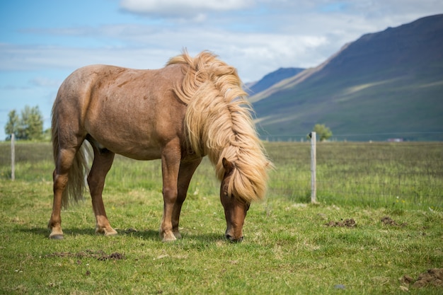 アイスランドの馬の牧草地の風光明媚なビュー