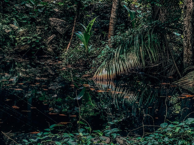 Foto la vista panoramica della giungla nella foresta