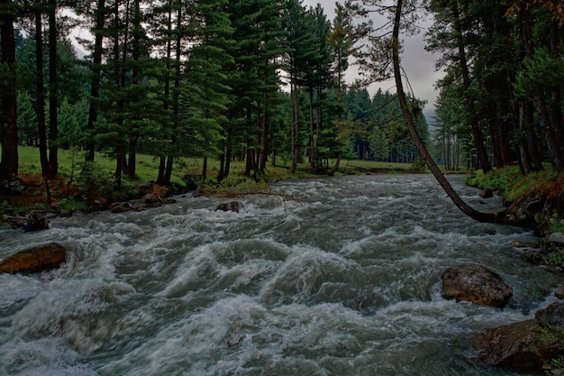 Photo scenic view of kumrat river amidst trees in forest