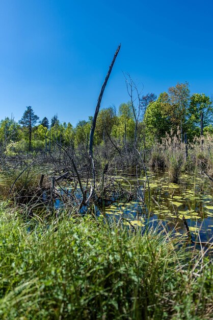 Scenic view of lake against clear blue sky