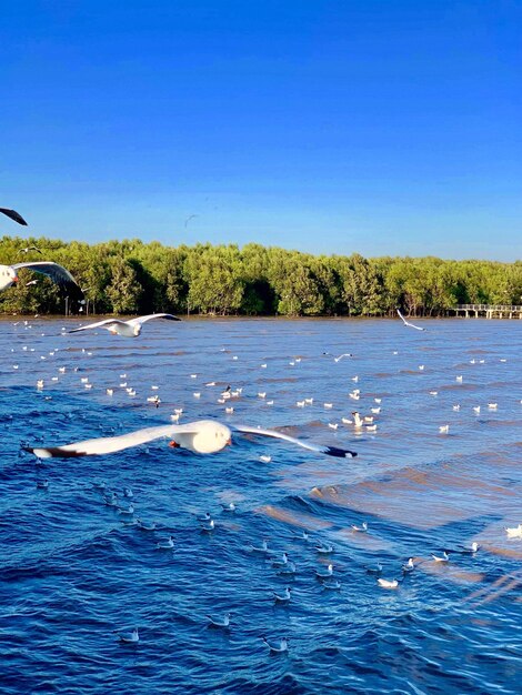 Scenic view of lake against clear blue sky