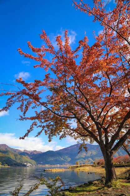 Scenic view of lake against sky during autumn