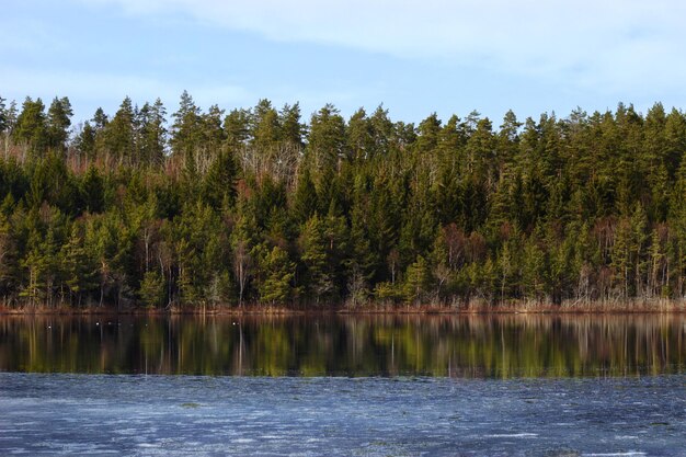 Foto vista panoramica del lago contro gli alberi nella foresta