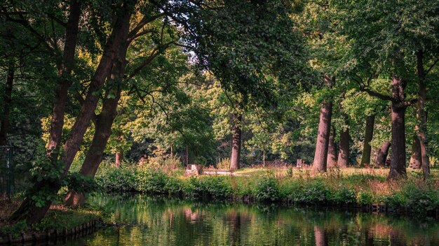 Photo scenic view of lake against trees in forest