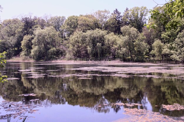 Photo scenic view of lake against trees in forest