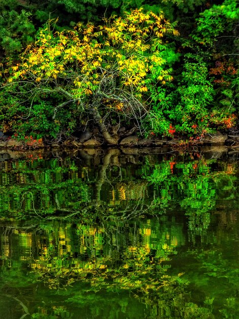 Scenic view of lake against trees