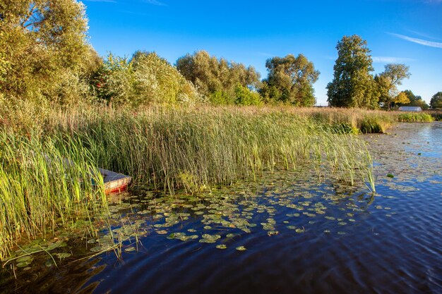 Scenic view of lake against trees