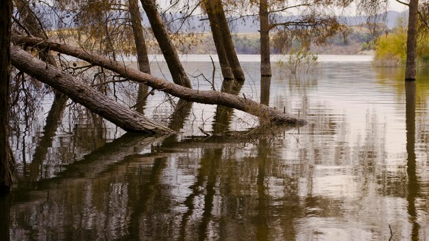 Foto la vista panoramica del lago contro gli alberi