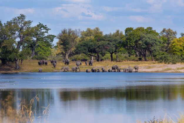 Foto la vista panoramica del lago contro gli alberi