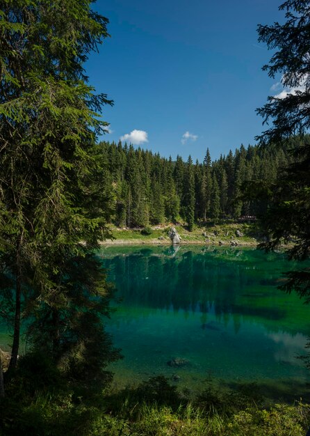 Foto vista panoramica del lago tra gli alberi della foresta contro il cielo