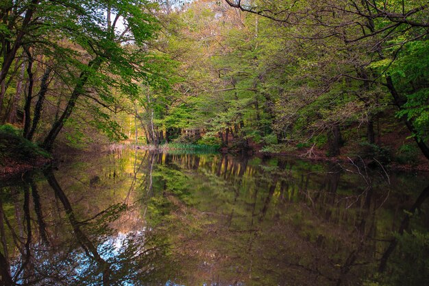 Scenic view of lake amidst trees in forest