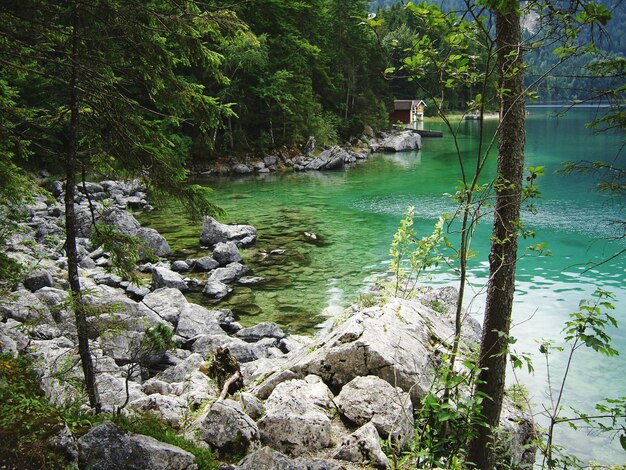 Foto vista panoramica del lago tra gli alberi della foresta