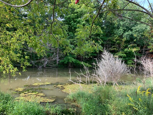 Scenic view of lake amidst trees in forest