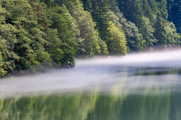 Photo scenic view of lake amidst trees in forest