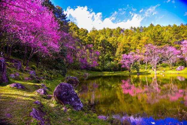 Foto la vista panoramica del lago dagli alberi rosa