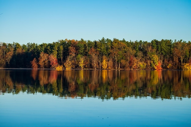 Foto vista panoramica del lago dagli alberi contro un cielo limpido