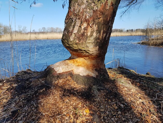 Scenic view of lake by trees against sky