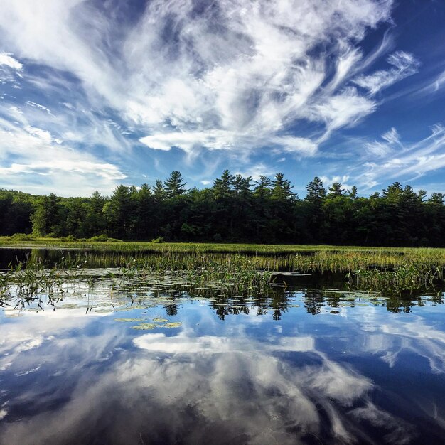 Scenic view of lake by trees against sky