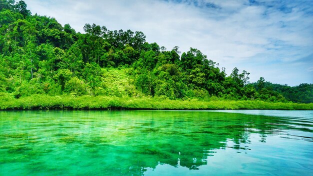 Scenic view of lake by trees against sky