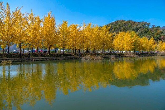 天空を背景に木々から見える湖の景色