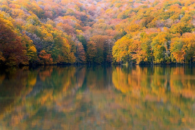 秋の木々から見える湖の景色