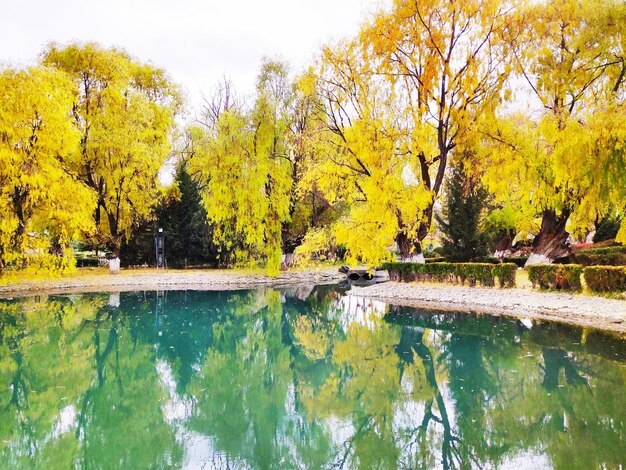 Scenic view of lake by trees during autumn