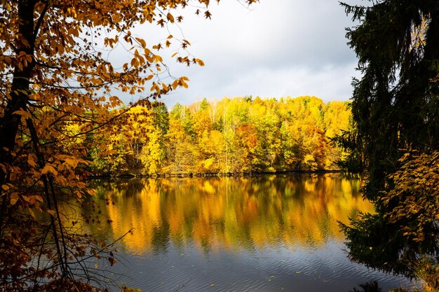 Scenic view of lake by trees in forest against sky