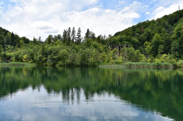 Scenic view of lake by trees in forest against sky