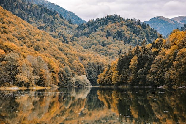 Scenic view of lake by trees in forest against sky