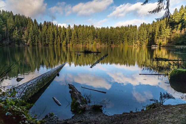 Foto vista panoramica del lago dagli alberi nella foresta contro il cielo