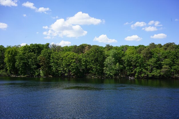 Scenic view of lake by trees in forest against sky