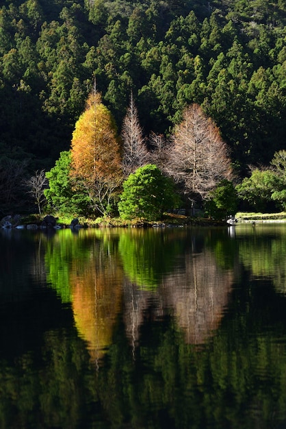 Foto la vista panoramica del lago dagli alberi nella foresta