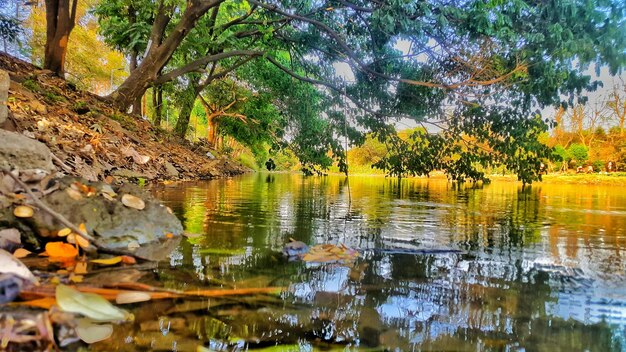 Scenic view of lake by trees in forest