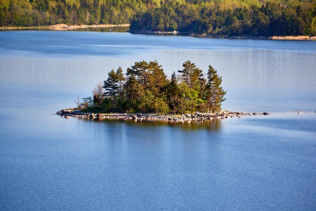 Foto la vista panoramica del lago dagli alberi