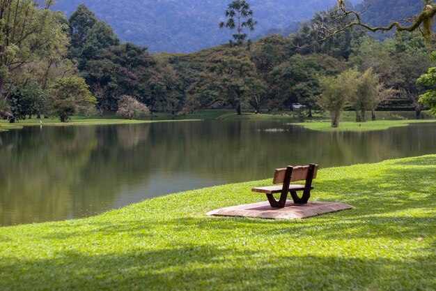 Foto la vista panoramica del lago dagli alberi